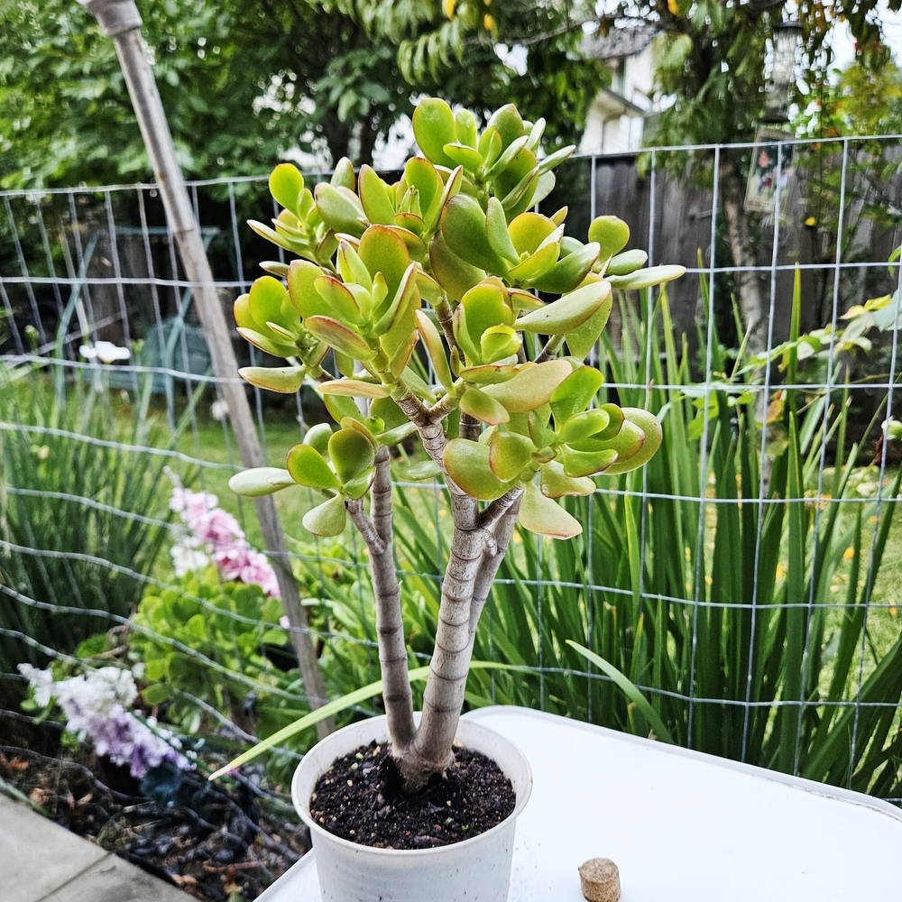 Botany Bay Jade